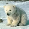 polar bear polar bear
