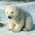 polar bear