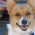 Bronte, our Corgi