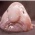 Don't be a blob fish!