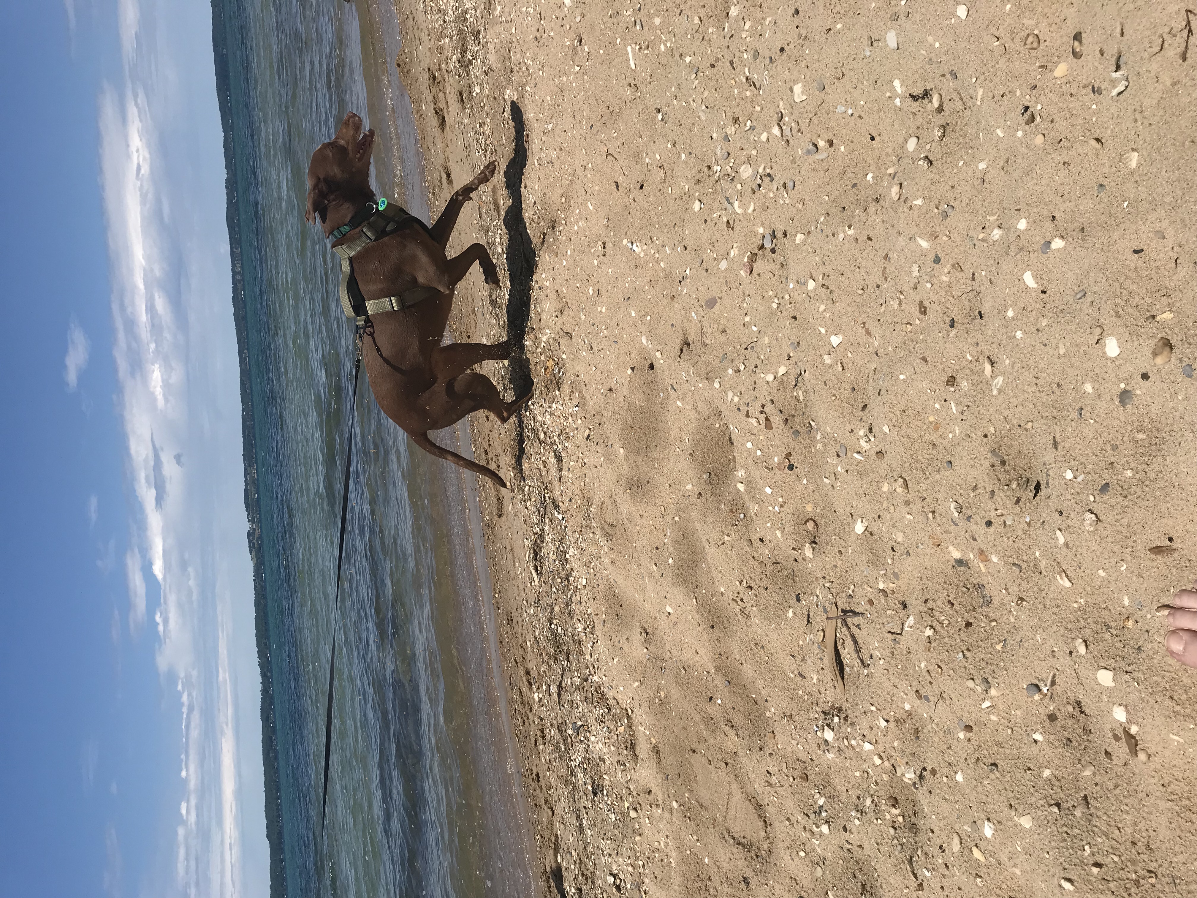 Dog running on the beach